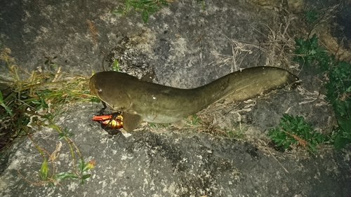 ナマズの釣果