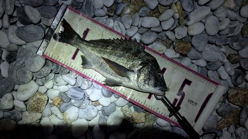 チヌの釣果