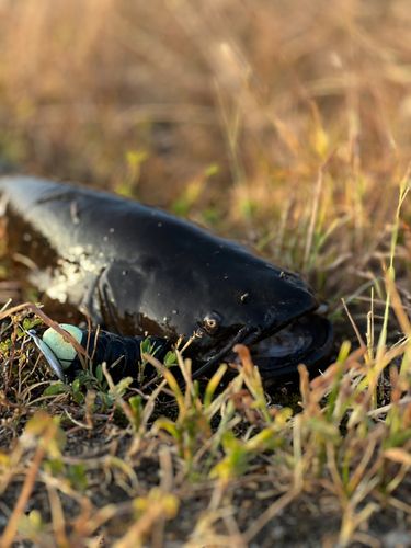 ナマズの釣果
