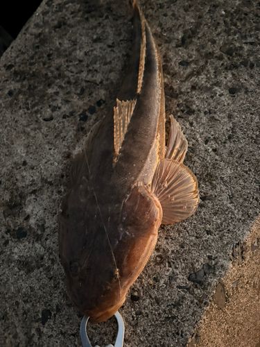 マゴチの釣果