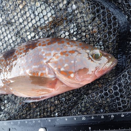 キジハタの釣果