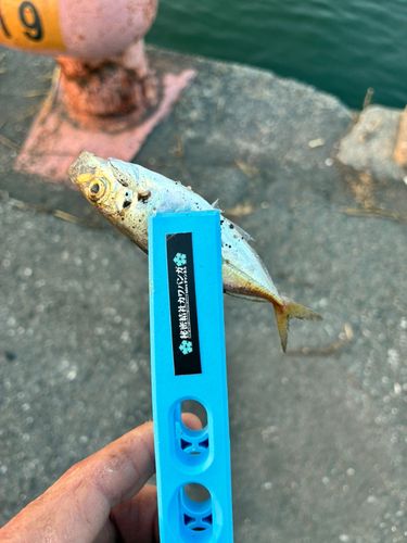 マアジの釣果