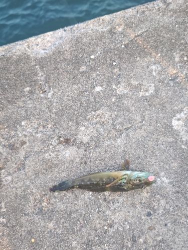 ハゼの釣果