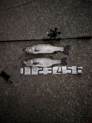ヒラスズキの釣果