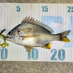 キビレの釣果