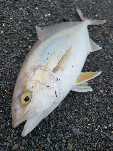 カンパチの釣果