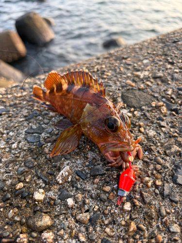 カサゴの釣果