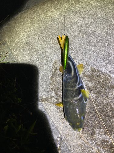 シマフグの釣果