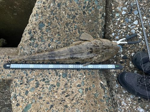 マゴチの釣果