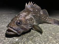 クロソイの釣果