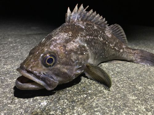 クロソイの釣果