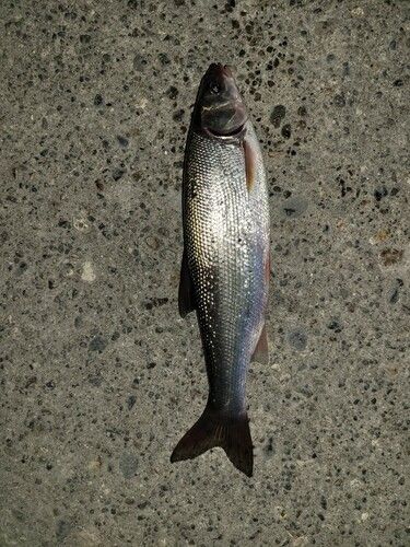 ウグイの釣果