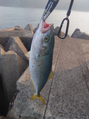 ワカシの釣果