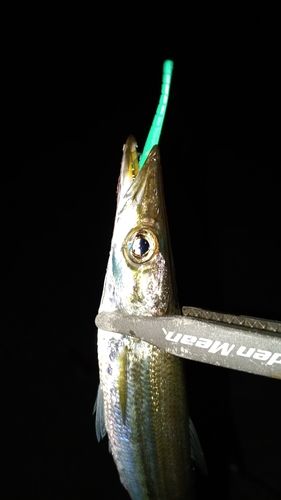 カマスの釣果