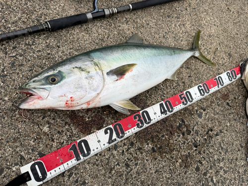 ワラサの釣果