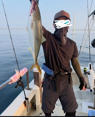 ハマチの釣果