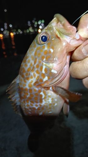 アコウの釣果