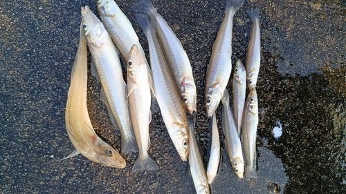 シロギスの釣果