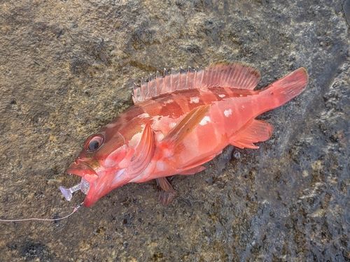 アカハタの釣果