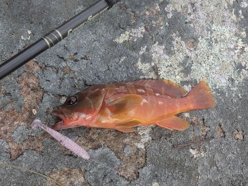 アカハタの釣果