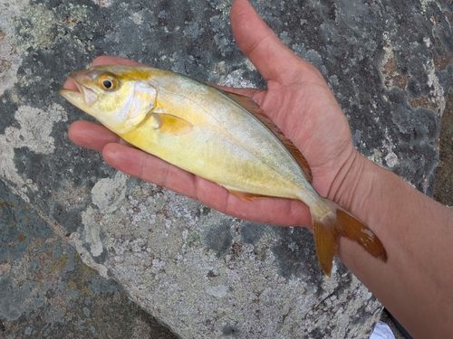 シオの釣果