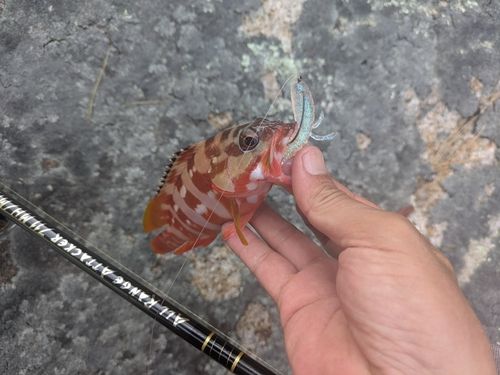 アカハタの釣果