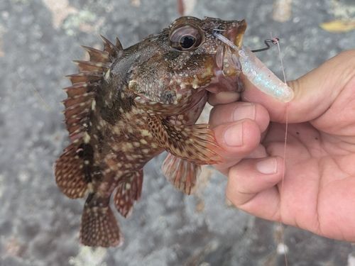 ガシラの釣果
