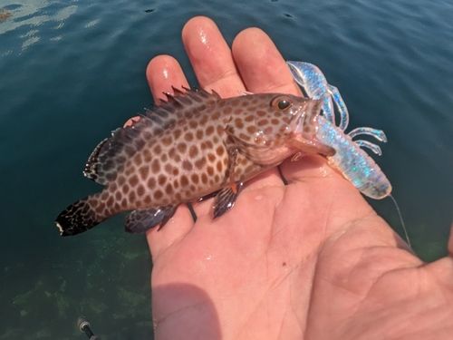オオモンハタの釣果