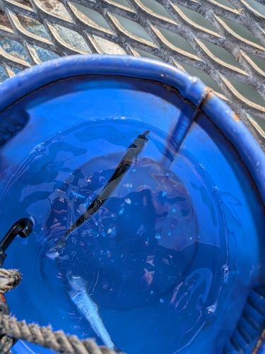 イワシの釣果