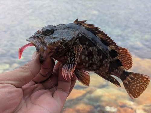 ガシラの釣果