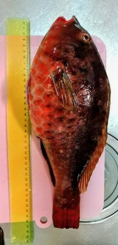 ブダイの釣果