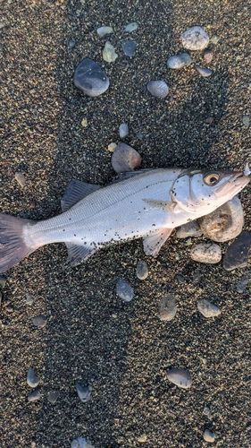 セイゴ（ヒラスズキ）の釣果