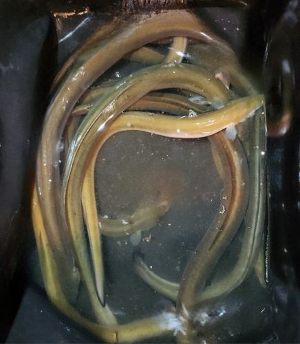 ウナギの釣果