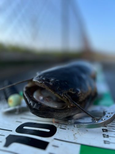 ナマズの釣果