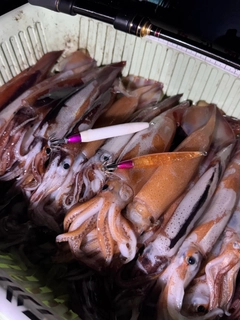 スルメイカの釣果