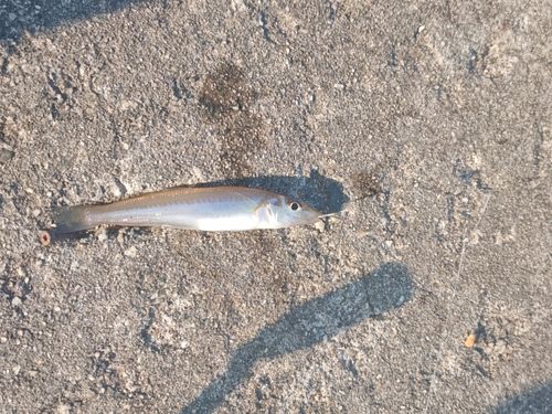 キスの釣果