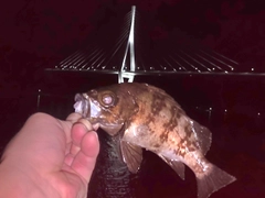 メバルの釣果