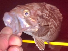 クロソイの釣果
