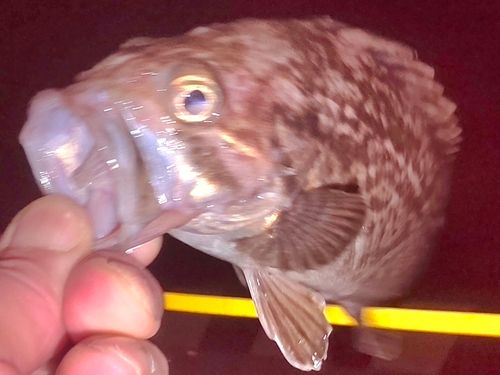 クロソイの釣果