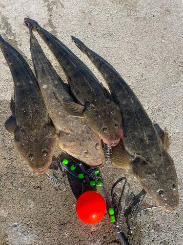 マゴチの釣果