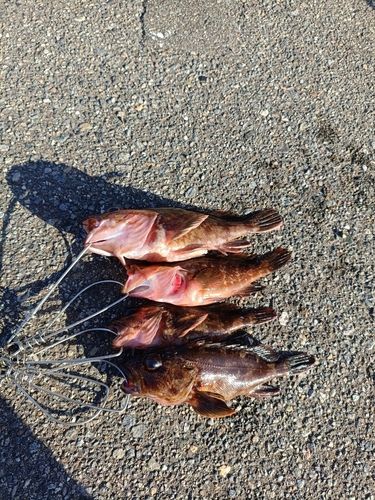 キジハタの釣果