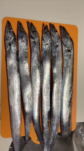タチウオの釣果