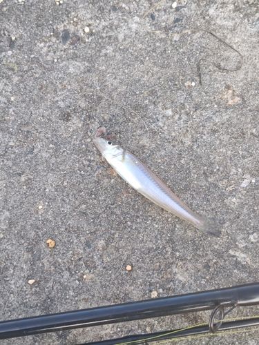 キスの釣果