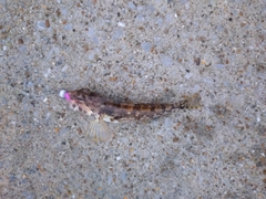 ハゼの釣果