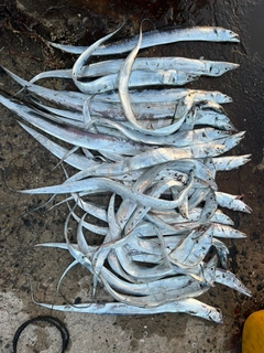 タチウオの釣果