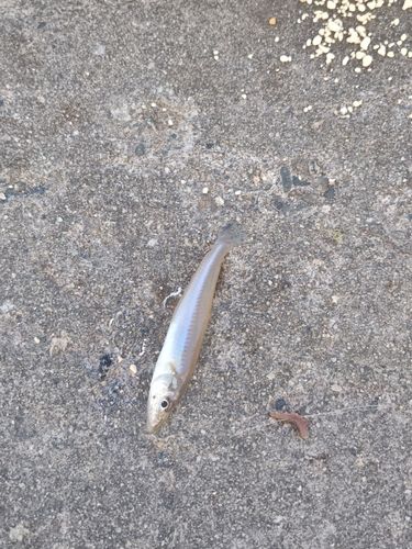 キスの釣果