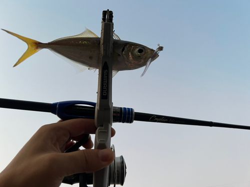 マアジの釣果