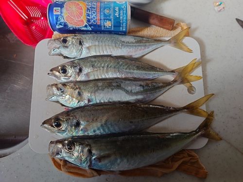アジの釣果