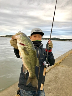 ラージマウスバスの釣果