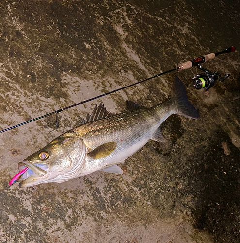 シーバスの釣果